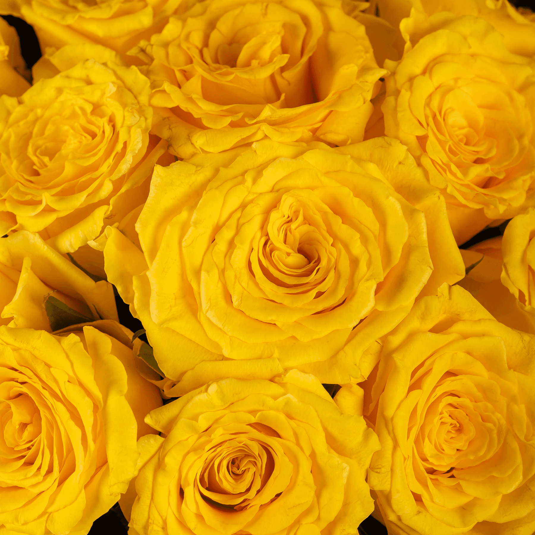 15 Yellow Roses Bouquet
