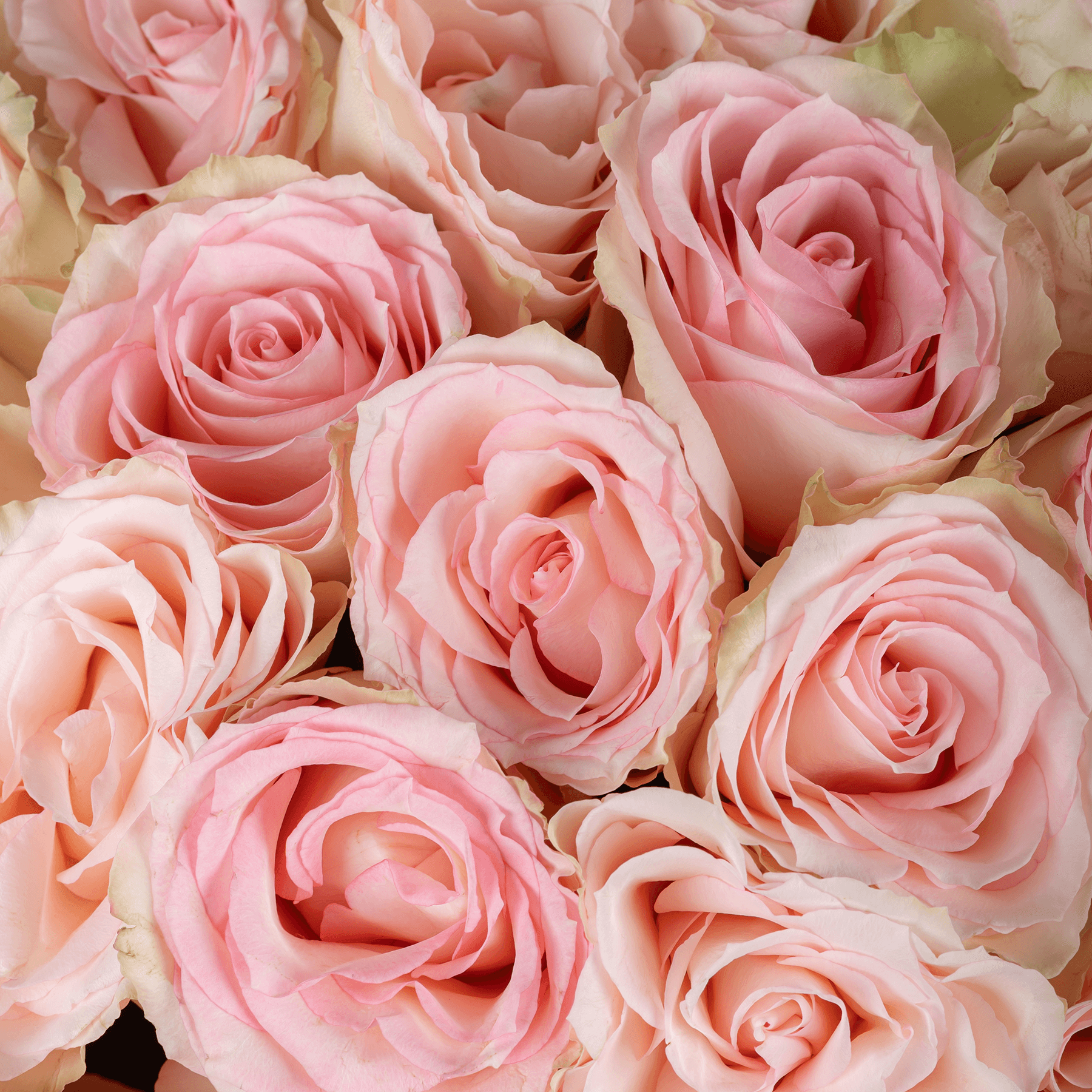 30 Esperance Pink Roses Bouquet