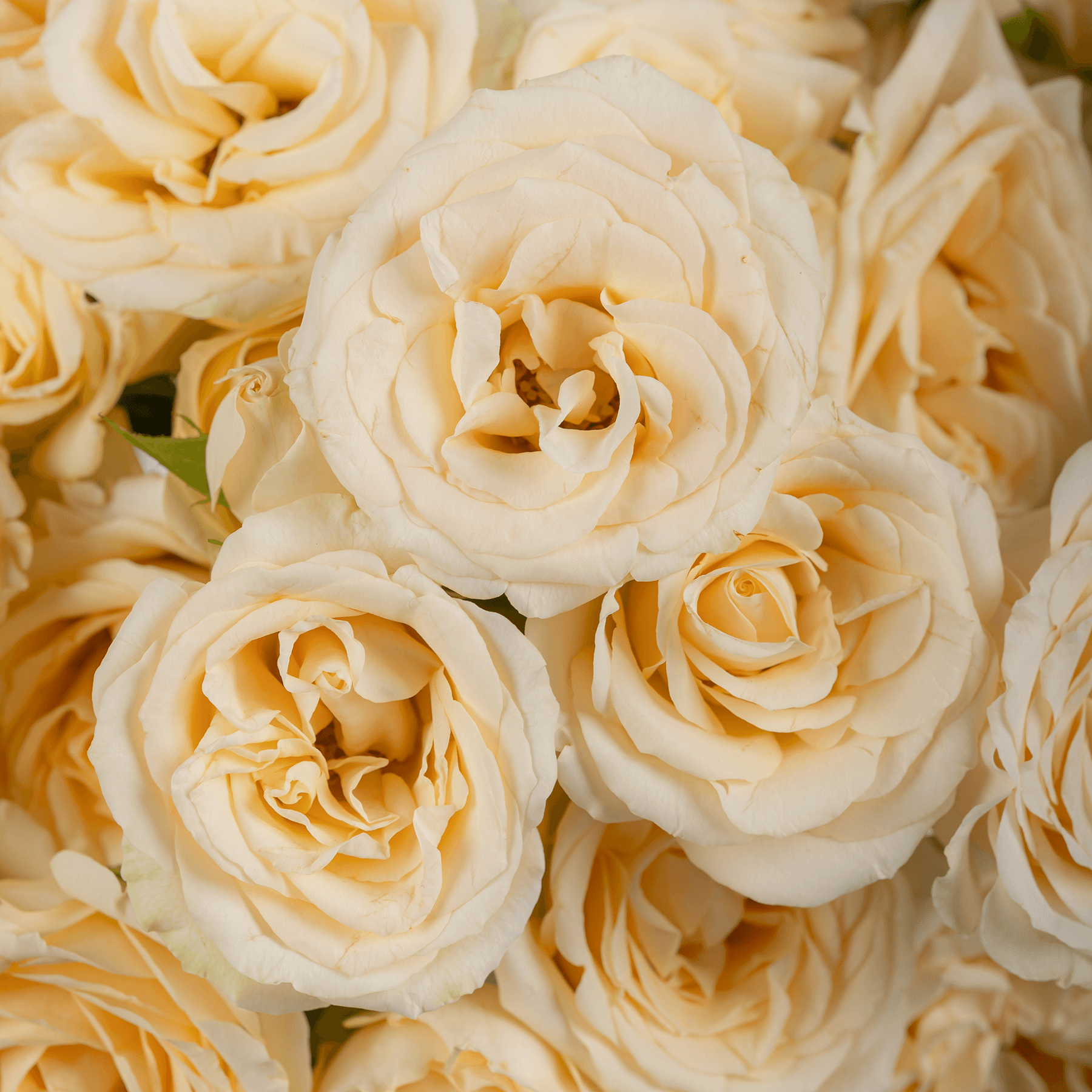 مزهرية ورد بيبي روز بيج