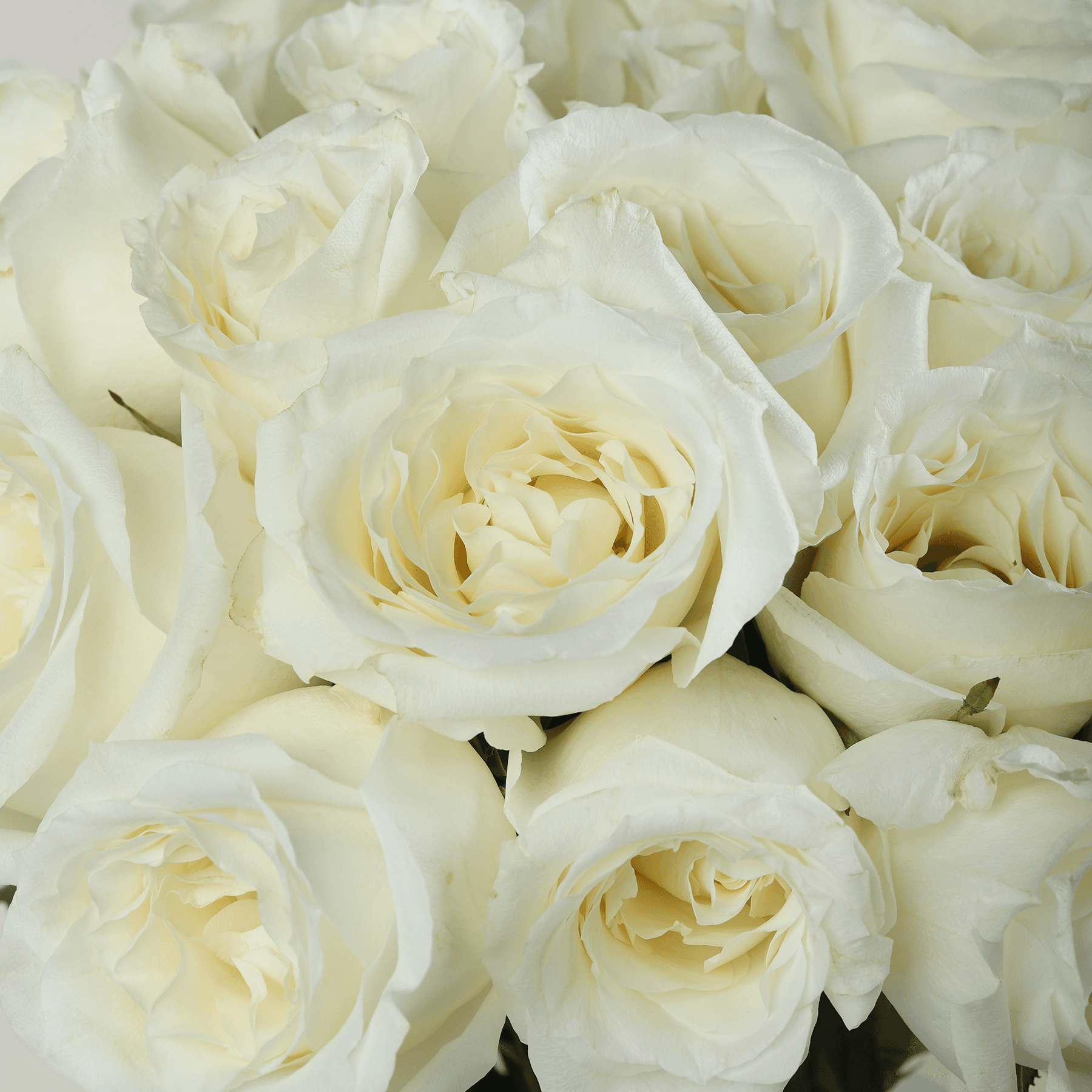 مزهرية الورود البيضاء الأنيقة