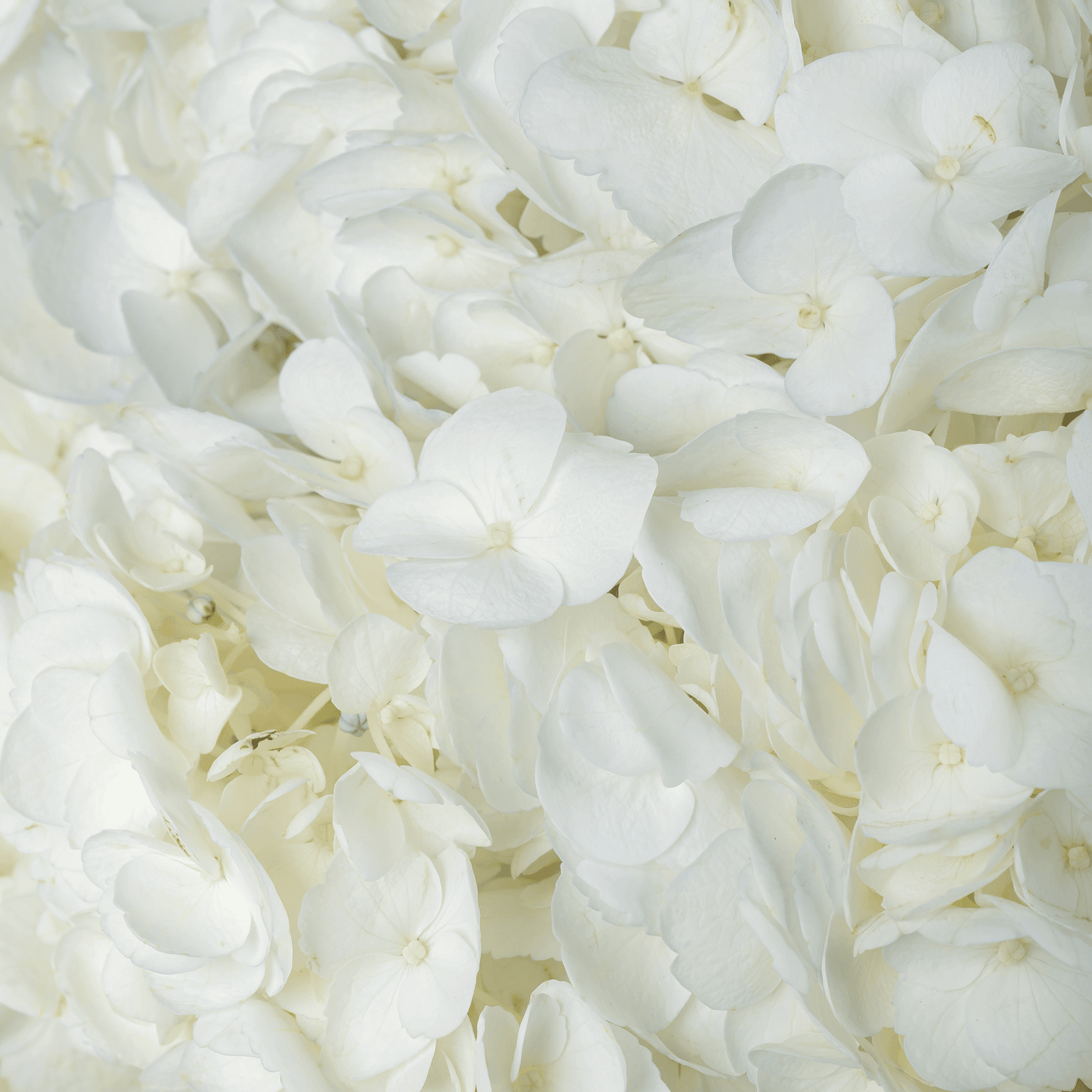 مزهرية الهيدرانجيا البيضاء الساحرة