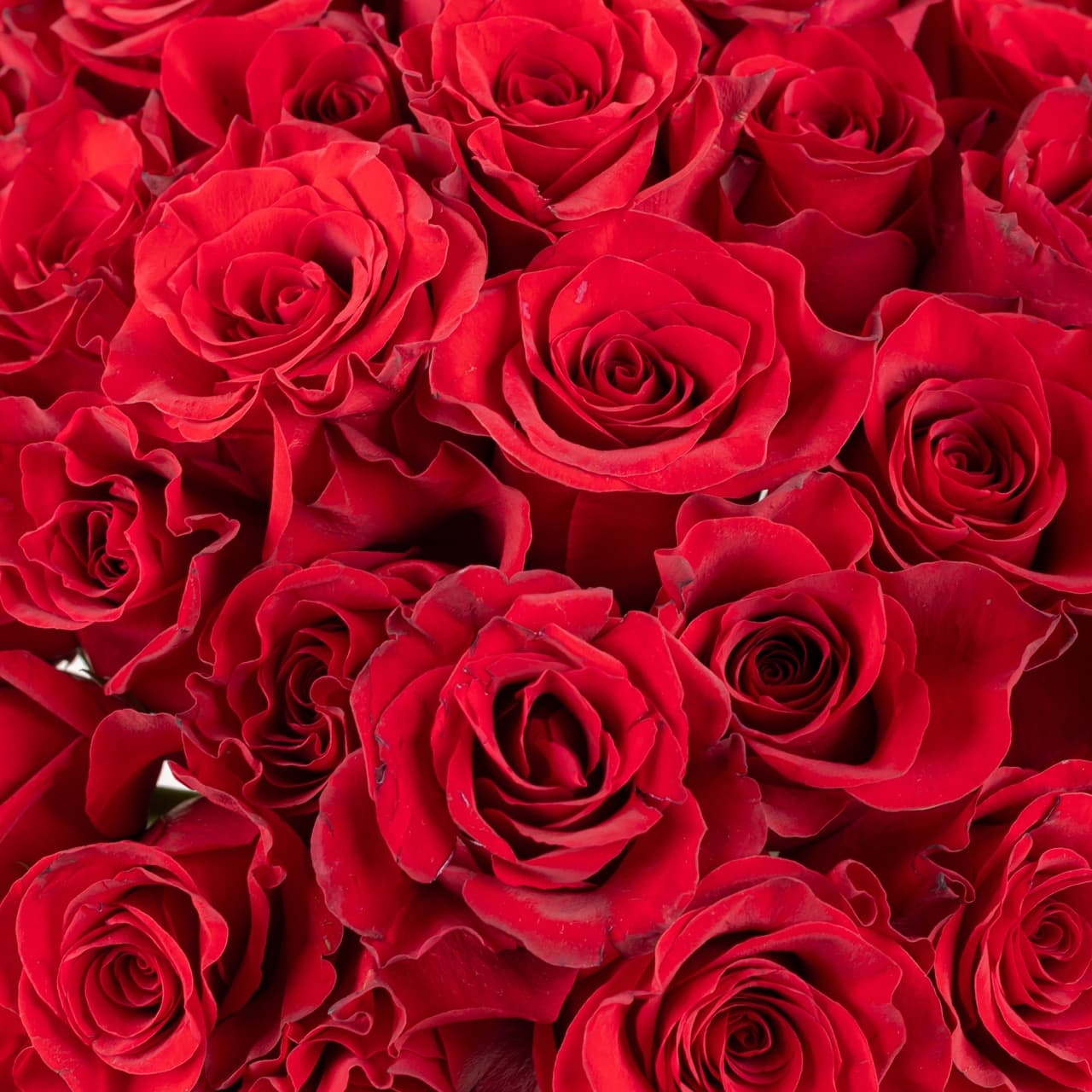 رويال ريد روزيز فيز