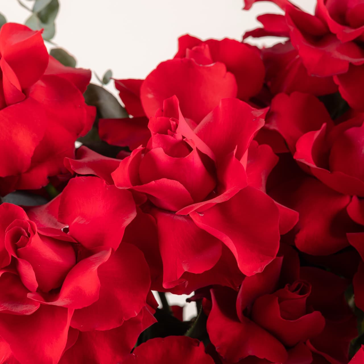 بريف لاف - إيفر ريد