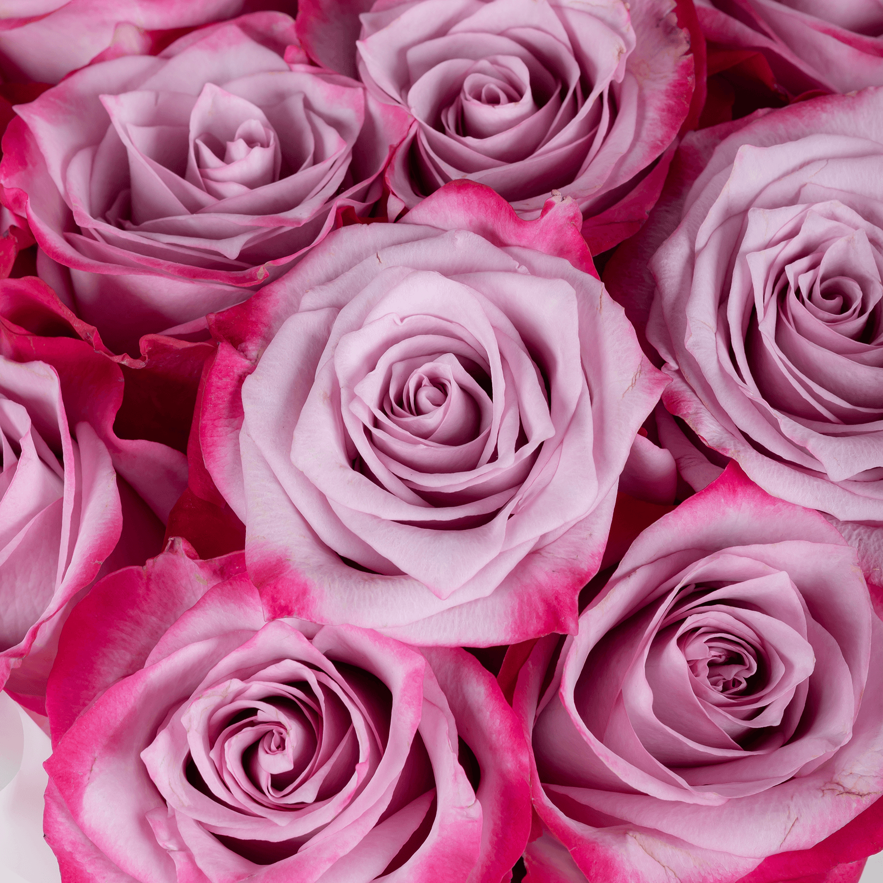 باقة ١٠ وردات بنفسجية